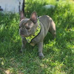 Briee - French Bulldog