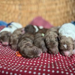 Blue - Parti male Goldendoodle puppy in Hesperia, Michigan from Red Acres Poodles & Doodles