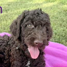 Poodles from Green Country Poodle Doodle LLC