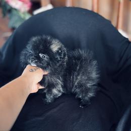 Galaxy - Brindle female Pomeranian puppy in Harrisonville, Missouri from Cindy's Pomeranians