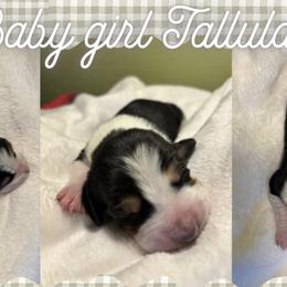 Basset Hounds from Tiny Acre Cattle Co