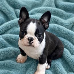 Male 1 - Brindle and white male Boston Terrier puppy in Shell Knob, Missouri from Stoneridge Kennel