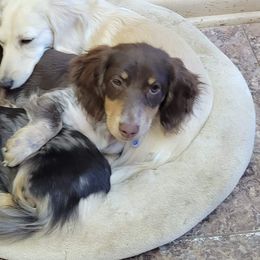 Dachshunds from Dippy Girl Doxies