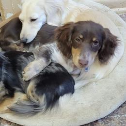 Dachshunds from Dippy Girl Doxies
