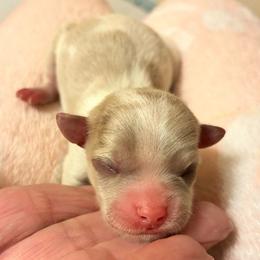 Skye - Silver and white female Chihuahua puppy in Chino Valley, Arizona from Lane’s Little Long Coats