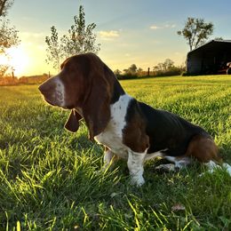Mater - Black brown and white male Basset Hound puppy in Inman, Nebraska from Sandhill Hounds of Nebraska
