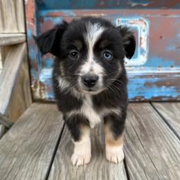 Girl 1 - Black tri female Miniature Australian Shepherd puppy in Ellsworth, Kansas from Flying H Mini Aussies