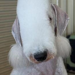 Bedlington Terrier puppies from Thistledown Bedlington Terriers