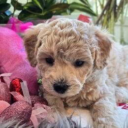 Green Collar- Lucky - Cream male Assorted Doodle Crosses puppy in Upland, California from IDREAMOFPUPPIES