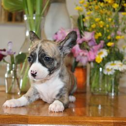 Lance - Fawn brindled black male Chihuahua puppy in Willamina, Oregon from Cherished Chihuahuas