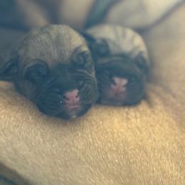 Goldie - Fawn female Bullmastiff puppy in Chickasha, Oklahoma from Rustic Lace