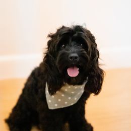 Cockapoo All Grown Up from Lakeside Cockapoos