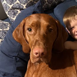Vizslas from Alaea Farm & Kennel