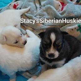 Mj - Agouti and white female Siberian Husky puppy in Savannah, Georgia from Stacy's Siberian Huskies