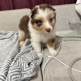 Huntington - Red merle male Australian Shepherd puppy in Massachusetts from Knauer Australian Shepherds
