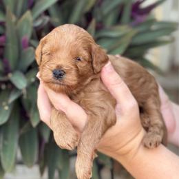 Bonnie - Red  female Goldendoodle puppy in Wharton, Texas from Little Fur Friends