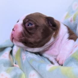 Baby Aerith - Seal and white female Boston Terrier puppy in Kingsport, Tennessee from Sleepwalker Bostons