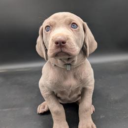 Linda - Silver gray female Weimaraner puppy in Evart, Michigan from Drehbar Weimaraners