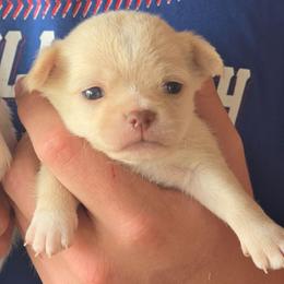 Dolce - Fawn male Chihuahua puppy in Amity, Pennsylvania from Baxters Chihuahuas