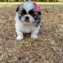 Pekingese Puppies from Ashlyn's Pups