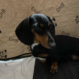Millie - Dachshund
