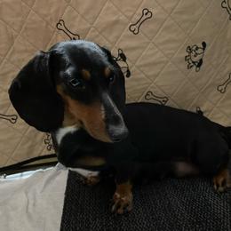 Millie - Dachshund