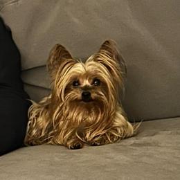 Perlita - Yorkshire Terrier