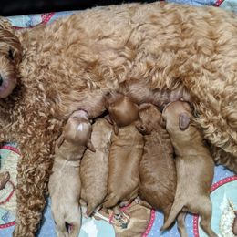 Bernedoodle and Cavapoo Puppies from Wag'in Tails