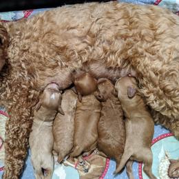 Bernedoodle and Cavapoo Puppies from Wag'in Tails