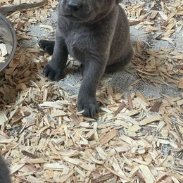 Basset Hound and Labrador Retriever Puppies from Porter Kennels