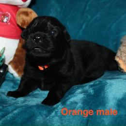 Orange male - Black male German Shepherd puppy in Ann Arbor, Michigan from Von Der Havier German Shepherds