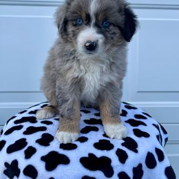 Miniature Australian Shepherd Puppies from 5 Star Mini Aussies