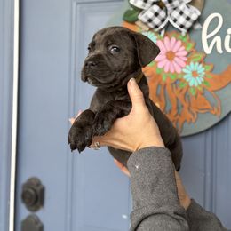 Yellow Female 1 - Gray female Cane Corso puppy in Lakeland, Florida from Valyrian Cane Corsos