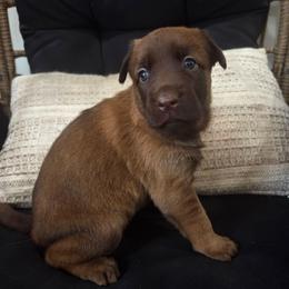 Merida - female Belgian Malinois puppy in Signal Mountain, Tennessee from Torgun Police Dogs