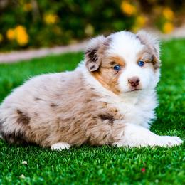 Miniature Australian Shepherd Puppies from Rockin D Mini Aussies