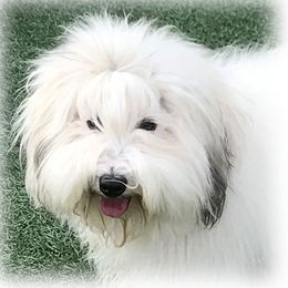 Remmington - Coton de Tulear