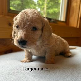AKC red piebald wirehair ( larger male) - Red male Dachshund puppy in Helenville, Wisconsin from Remarkable Doxies