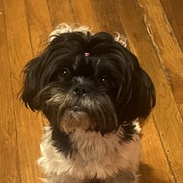 Kali - Shih Tzu