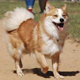 Icelandic Sheepdogs from Seabreeze Icelandics