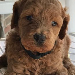 Goldendoodles from Doodle Dog Connection