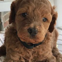 Goldendoodles from Doodle Dog Connection