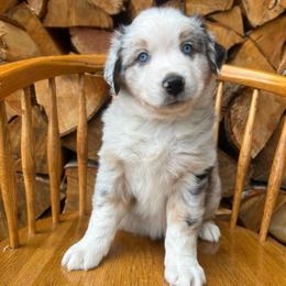 Bandit - Blue merle male Australian Shepherd puppy in Hillsboro, Oregon from A&D Australian Shepherds