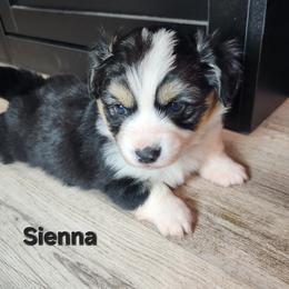 Sienna - Black and white female American Corgi puppy in Oak Harbor, Washington from Blackberry Hill Corgis