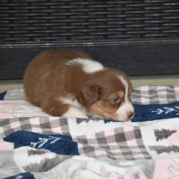 Solana - Red tri-color female Australian Shepherd puppy in Jameson, Missouri from Sky Creek