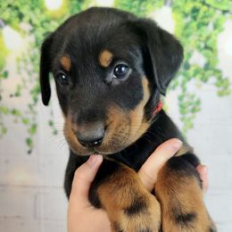 Strawberry - Black and rust female Beauceron puppy in Seattle, Washington from SilverStruck Kennels