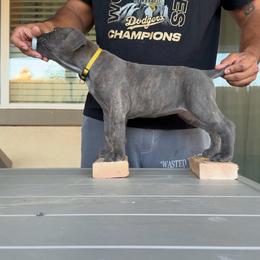 Yellow - Black female Cane Corso puppy in Homeland, California from Dal Deserto Cane Corso