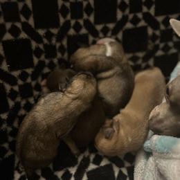 Chihuahua Puppies from Watts Hotmess Chihuahuas