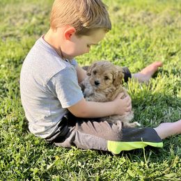 Cavalier King Charles Spaniel and Cavapoo Puppies from CK Cavaliers
