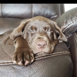 Labrador Retriever Puppies from Mineau’s Farm Labrador Retrievers