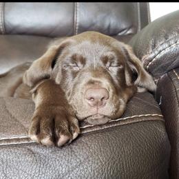 Labrador Retriever Puppies from Mineau’s Farm Labrador Retrievers